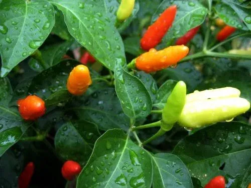 Tabasco Pepper | Two Live Garden Plants | Non-GMO, Medium Hot