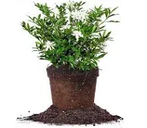 Perfect Plants Frostproof Gardenia Live Plant, 1 Gallon Pot