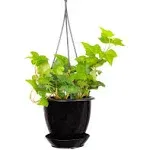 Live Green English Ivy Plant - 4 inch Hanging Pot - Black