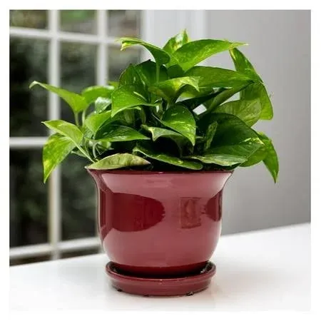 Garden & Home 8 inch Indoor Ceramic Plant Pot