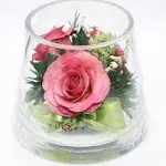 Fiora Flower | Long Lasting Roses in A Sealed Glass Vase | Fresh Cut Roses – Preserved Roses| Unique Present Gift (Small Cylinder)