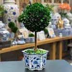 Galt International Preserved Boxwood Topiary Tree in Ceramic Pot Plant and Table Centerpiece Stunning Greenery and Plant Decor for Home Blue & White