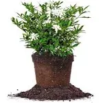 Perfect Plants Frostproof Gardenia Live Plant, 1 Gallon Pot