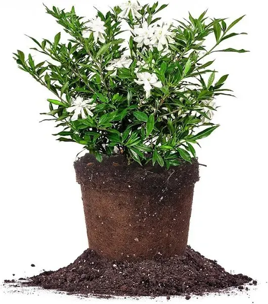 Perfect Plants Frostproof Gardenia Live Plant, 1 Gallon Pot