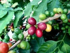 Arabica Coffee Bean Plant - 4" Pot - Grow & Brew Your Own Coffee Beans