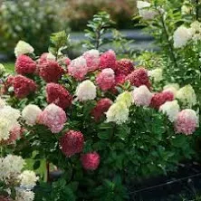 Little Lime Punch™ - Panicle Hydrangea - Proven Winners - 4" Pot