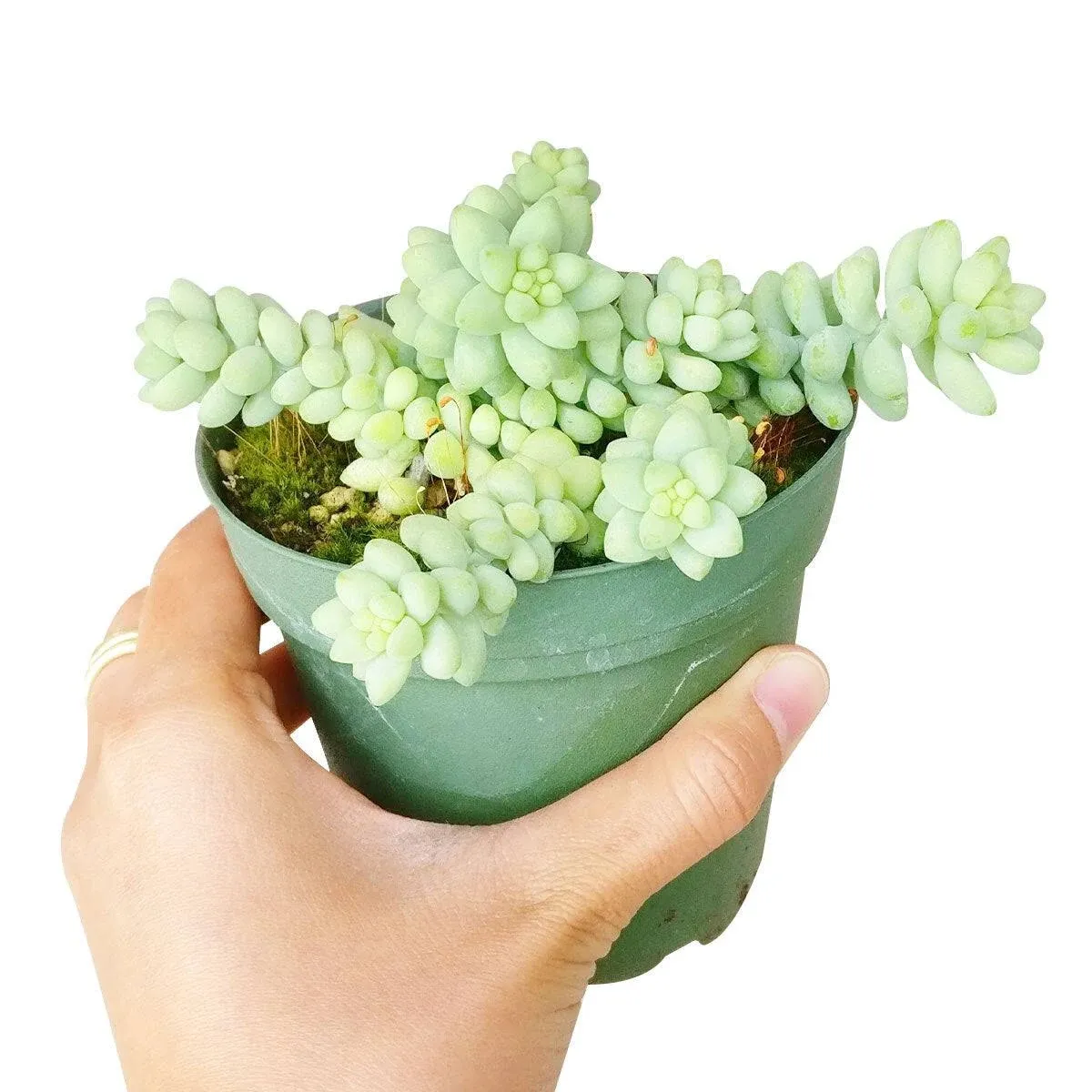 Succulents Box Sedum Donkey's Tail Succulent