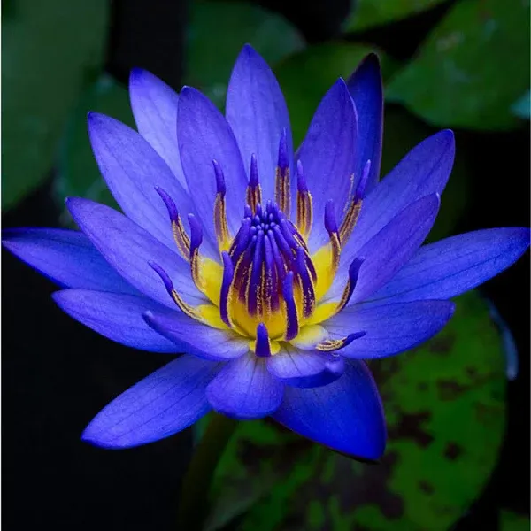 Planterest Nymphaea King Blue Hardy Water Lily Rhizome Live Aquarium Plant BUY2GET1FREE