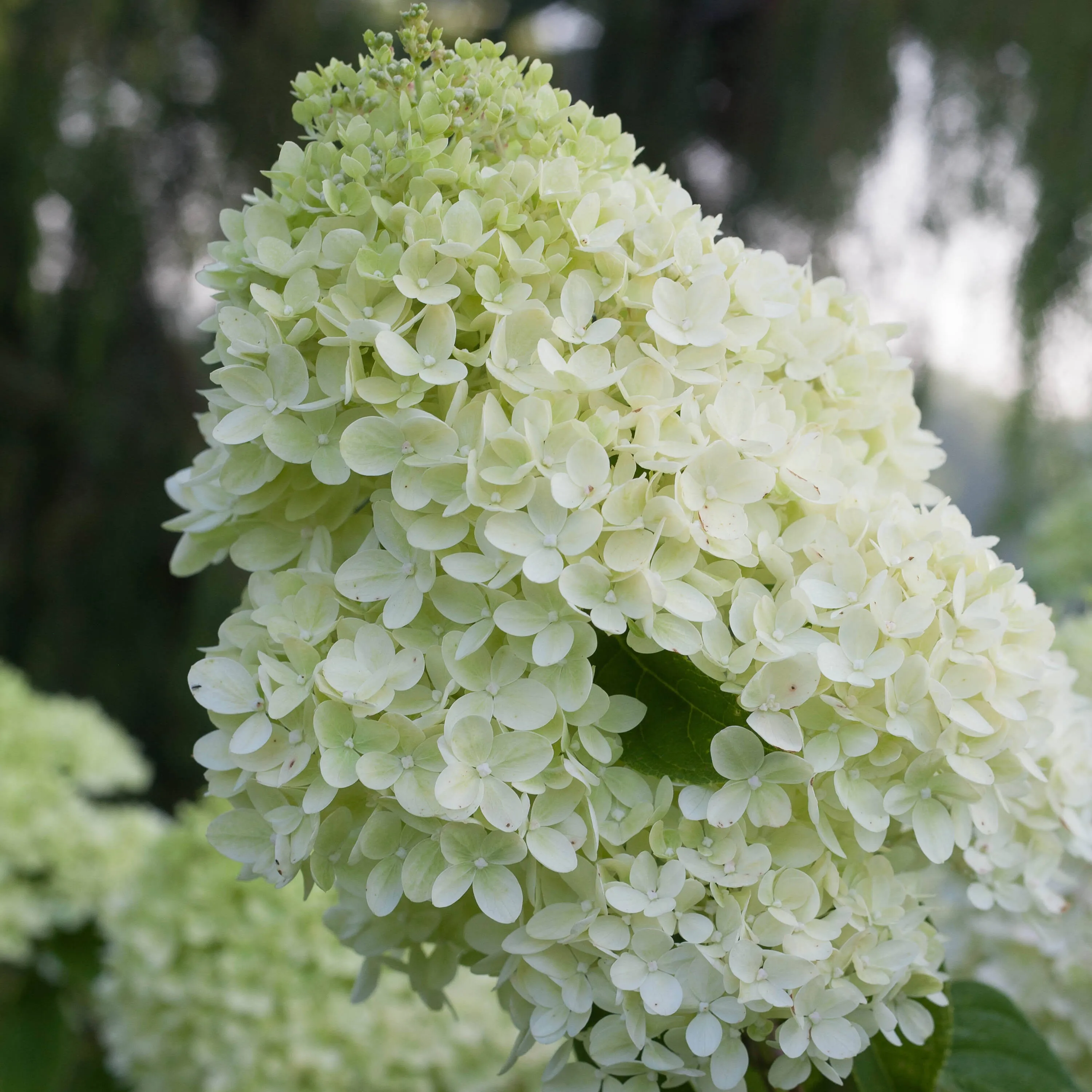 Proven Winners Little Lime Punch Panicle Hydrangea