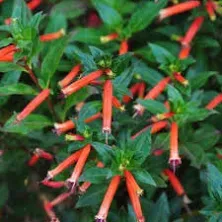 Chalily Fire Cracker Plant