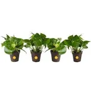 Costa Farms Exotic Angel Pothos Live Indoor Plant