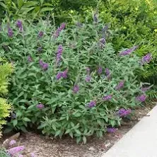 Miss Violet Butterfly Bush