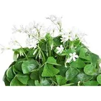 Easy to Grow Oxalis Regnellii 'Green Lucky Shamrock' Plant Bulbs