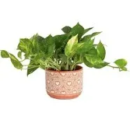 Costa Farms Devil's Ivy Pothos Live Indoor Plant