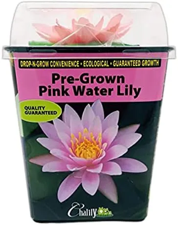 Live Aquatic Hardy Water Lily