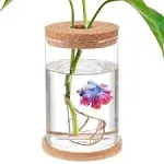 Betta Fish Tank - Mini Bowls for Beta Fish, Aquaponic Fish Tank Clear Hydropo...