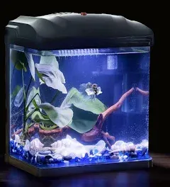 Betta Fish Tank, 2 Gallon Glass Aquarium, Small Fish Tank with Filter and LED 