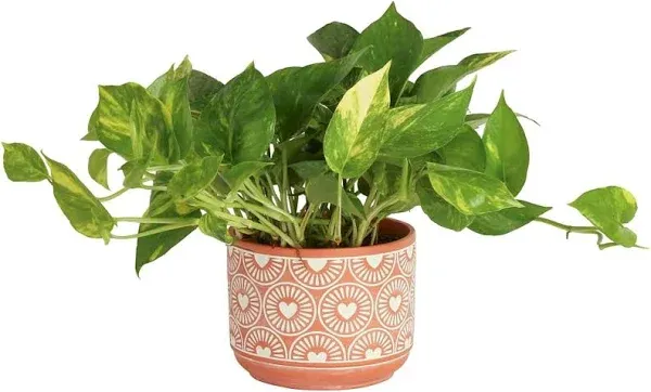 Costa Farms Live Pothos Plant