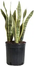 Home Botanicals Live Sansevieria Laurentii House Plant