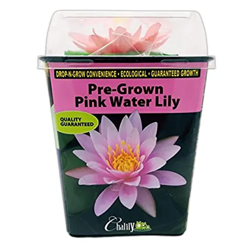 Live Aquatic Hardy Water Lily | Pre-Grown, Pre-Rooted, Hardy Water Lily for Your Pond or Patio Water Garden | Drop-N-Grow Convenience - Pink