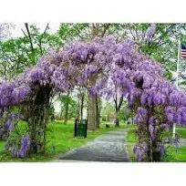 Amethyst Falls Wisteria Vine Live Plant