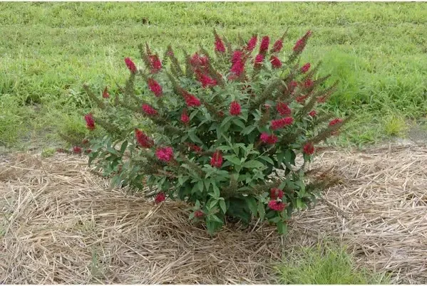 4.5 in. Qt. Miss Molly Butterfly Bush (Buddleia) Live Shrub, Deep Pink Flowers