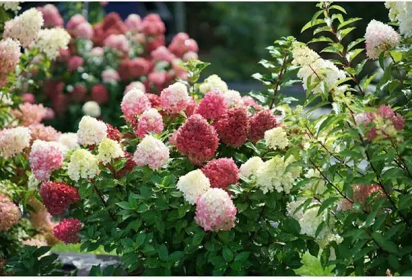 Hydrangea Little Lime Punch&reg; Panicle Hydrangea