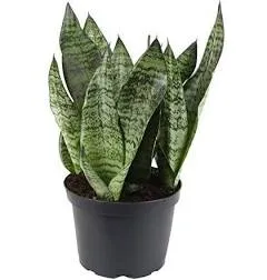 Premium Snake Plant Potting Soil Mix