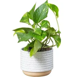 Costa Farms Devil's Ivy Golden Pothos Live Indoor Plant