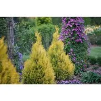 Fluffy® Western Arborvitae