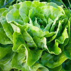 Kagraner Sommer Lettuce Butterhead Seeds