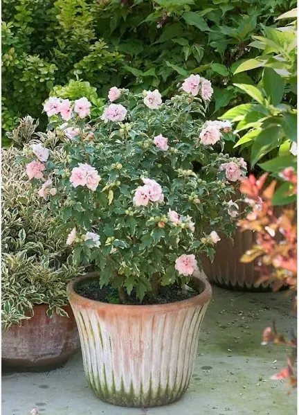 Sugar Tip Rose of Sharon (Hibiscus) Live Shrub, Light Pink Flowers and Varieg...