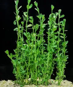 Moneywort Potted Live Aquatic Plant