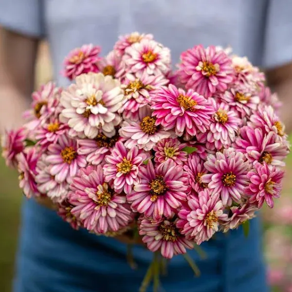 Eden Brothers Zinnia Seeds Zahara Double Raspberry Ripple Packet