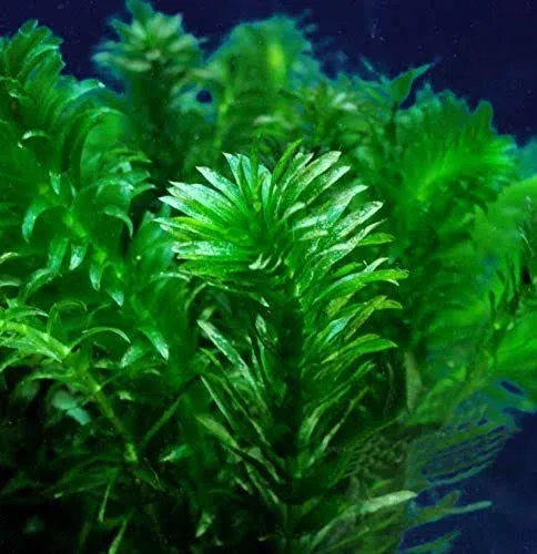 AquaLeaf Aquatics Pond Oxygenating Elodea Anacharis Bunch Plants