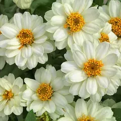 Eden Brothers Zinnia Profusion Double White Flower Seeds Packet