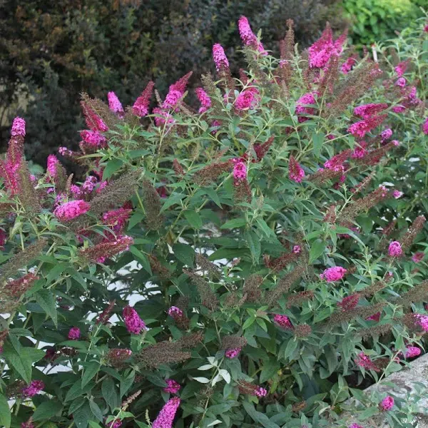 Miss Molly Butterfly Bush | Lilac Blooms - PlantingTree