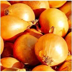 Utah Yellow Sweet Spanish Onion Seeds