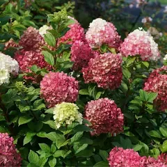 Proven Winners Little Lime Punch Panicle Hydrangea