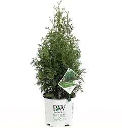 North Pole Arborvitae (Thuja) Live Evergreen Shrub, Green Foliage, 1 Gallon