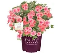 Encore Azalea Autumn Coral Shrub