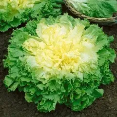 Endive (Escarole) Seeds - Broadleaf Batavian | Vegetable Seeds in Packets & Bulk | Eden Brothers