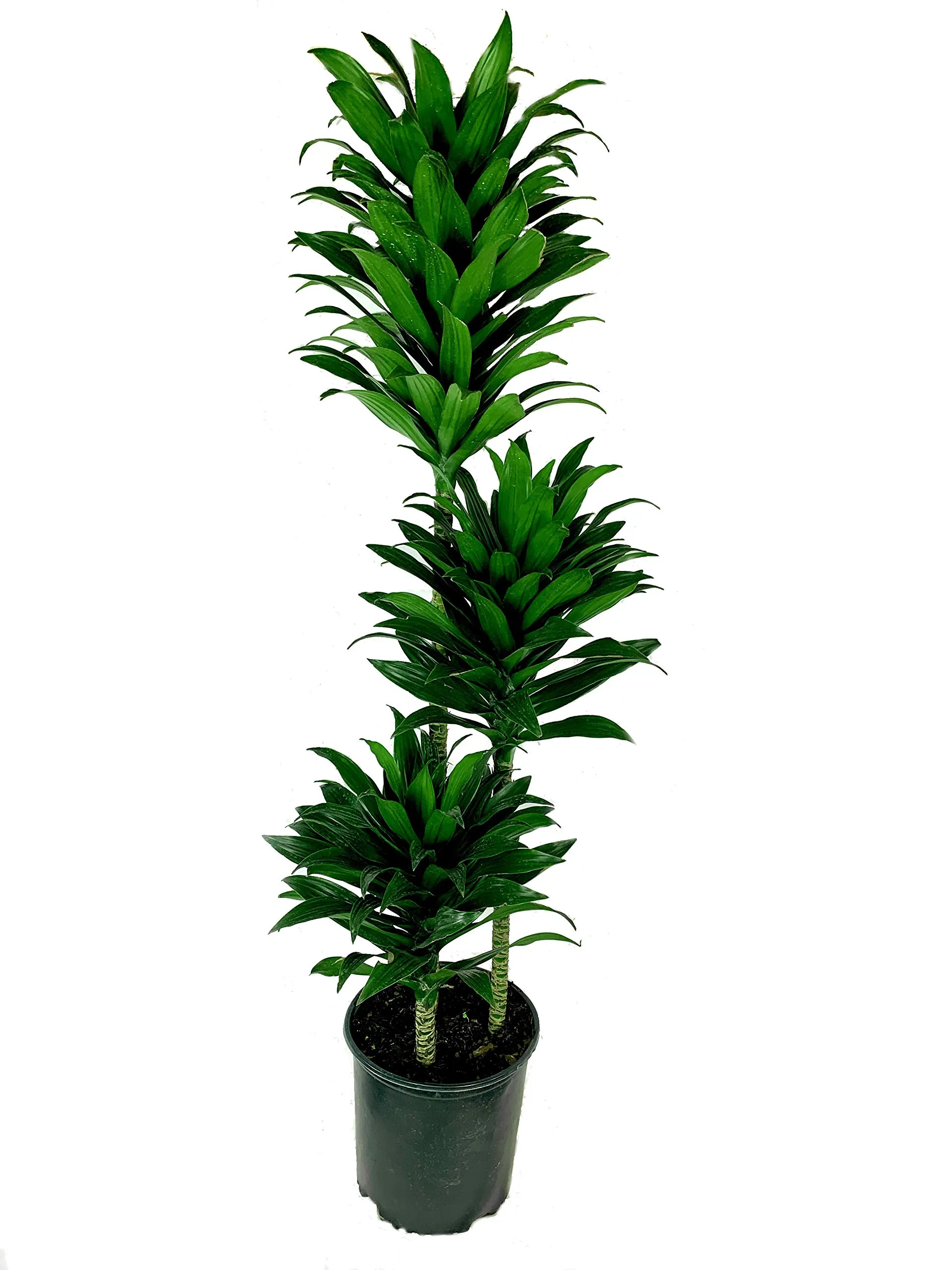 Dracaena Janet Craig Compacta Cane - Live in a 10 Inch Pot - Dracaena Deremensis