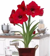 Van Zyverden Amaryllis Kit