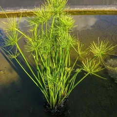 Chalily Dwarf PAPyrus Shallow Water Plant