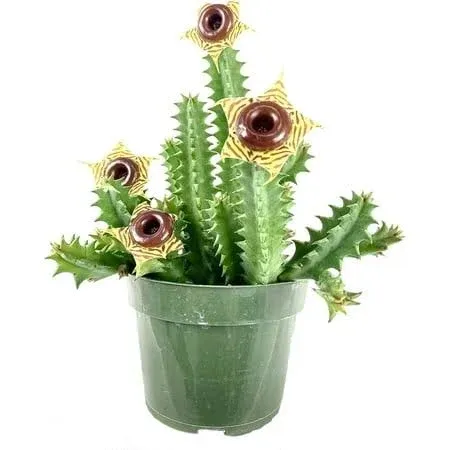 Lifesaver Cactus Live Plant