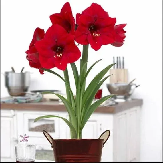 Van Zyverden Amaryllis Red Lion Duo Two Pack Kits