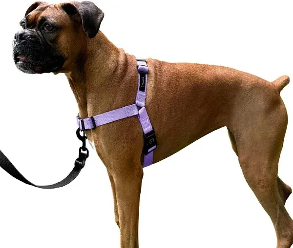 ShawnCo Dream Walk No-Pull Dog Harness- Adjustable, Comfortable, Easy to Use Pet Halter to Help Stop Pulling for Small, Medium and Large Dogs (Olive Green, M)