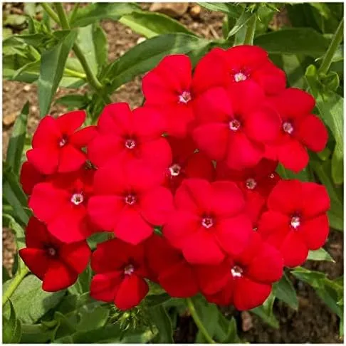 Everwilde Farms Red Drummond Phlox Native Wildflower Seeds