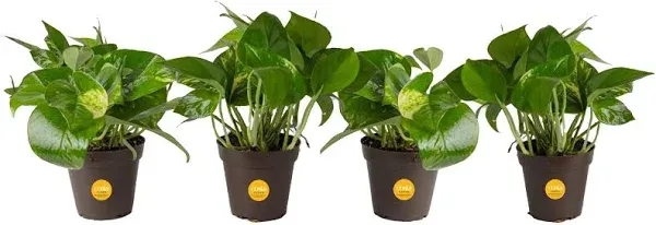 Costa Farms Devil's Ivy Pothos Live Indoor Plant